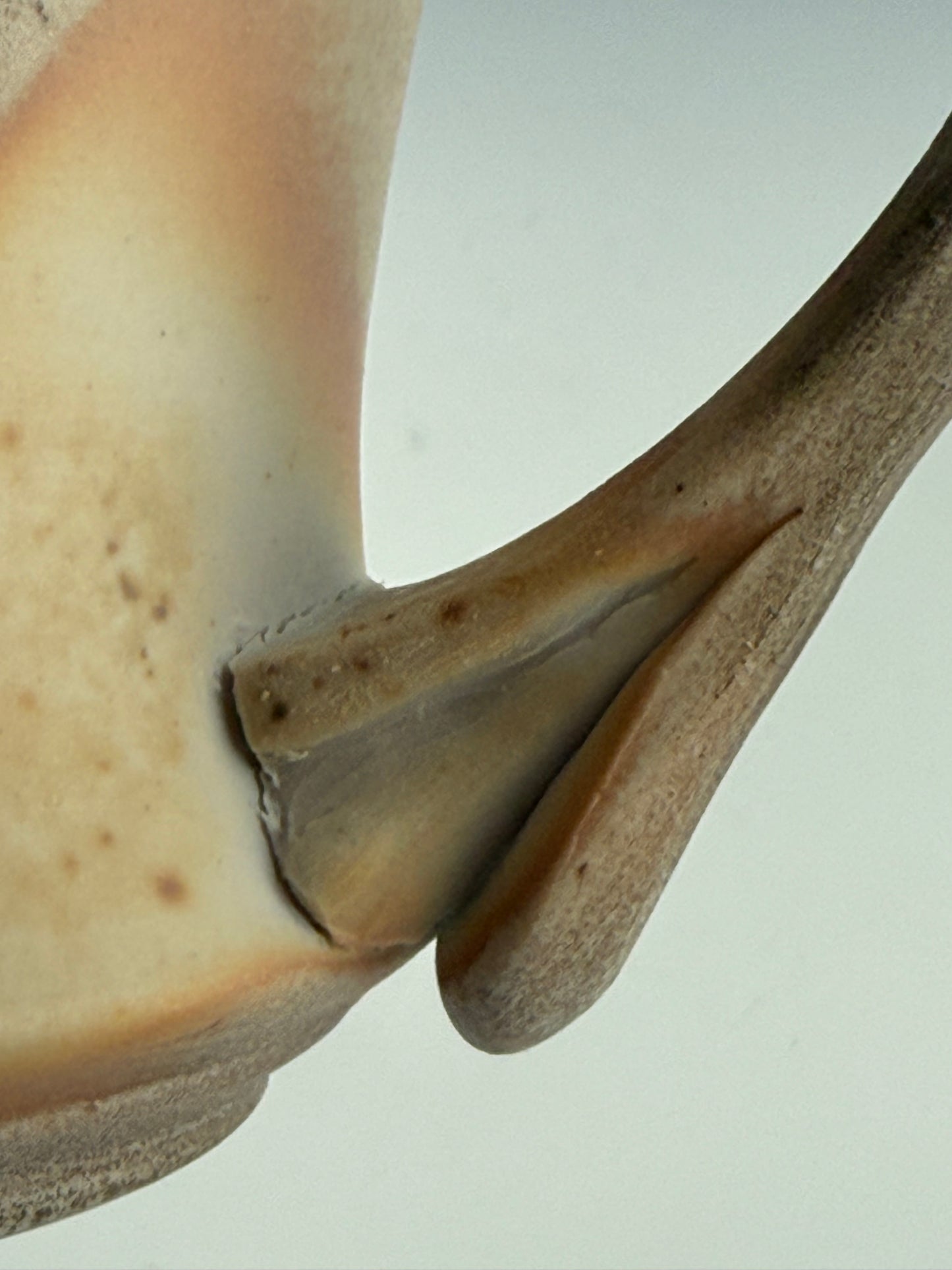 Side-fired mug